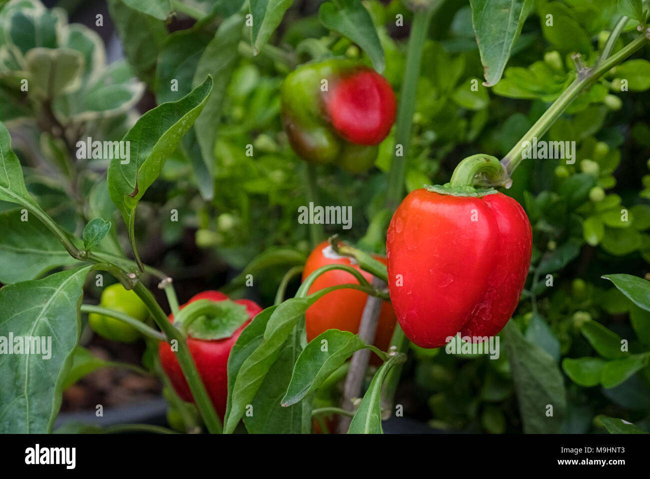 Bell peppers growing in garden hi-res stock photography and images - Alamy