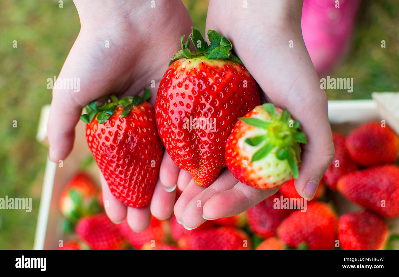 Big organic strawberries in the hands. Stock Photo