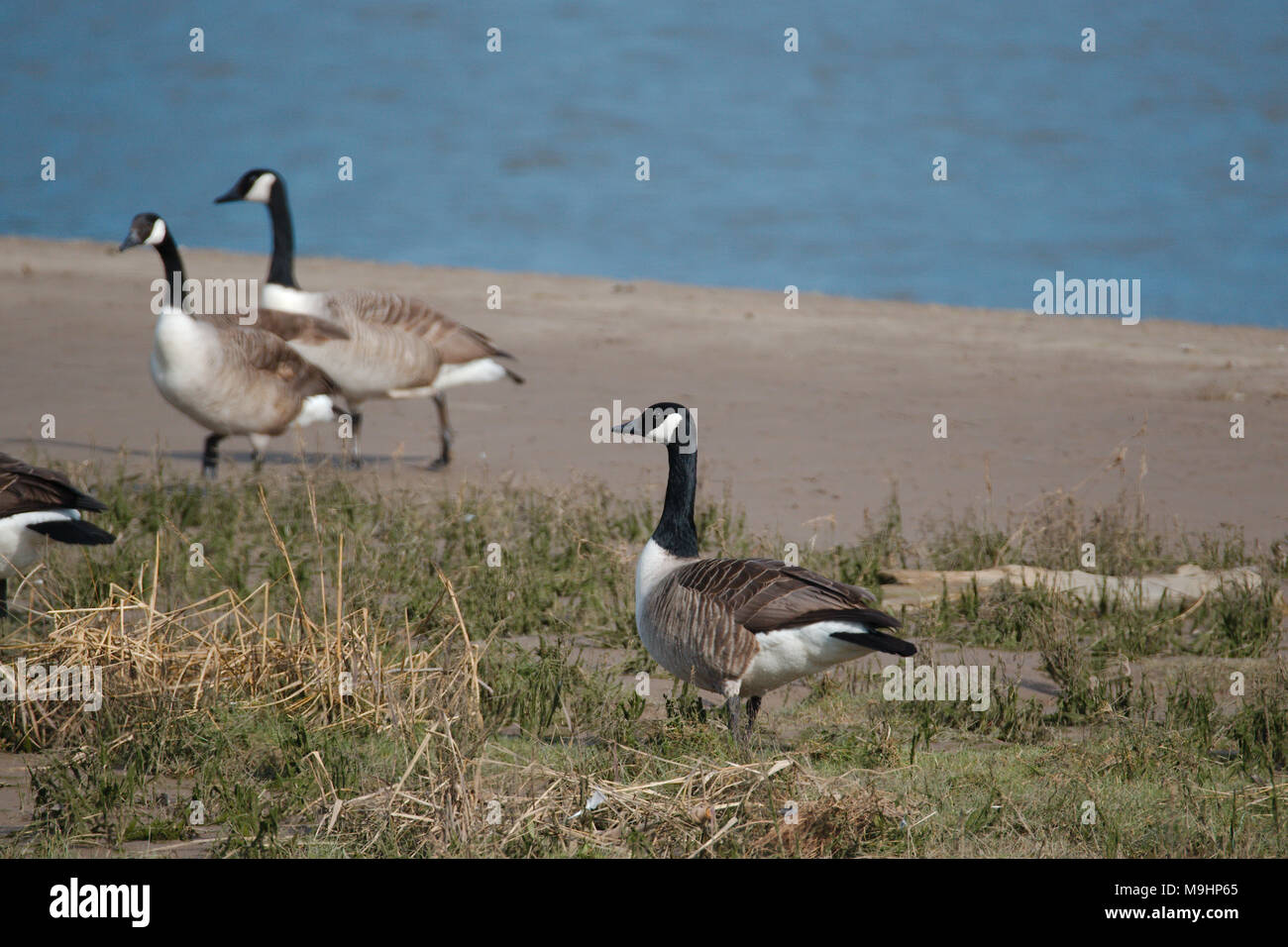 A Canadian goose beside a river estuary which is part of a flock that can be seen in the background. Stock Photo