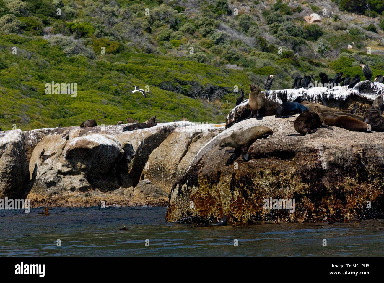 Seals Relaxing in Sun and Jumping from Cliffs into the Sea Stock Photo