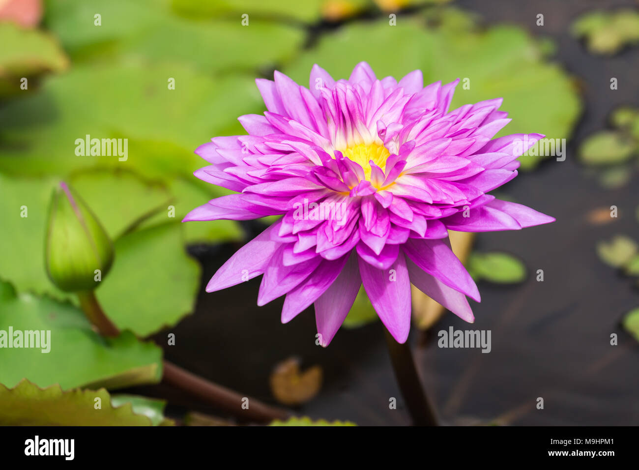Growing upright hi-res stock photography and images - Alamy