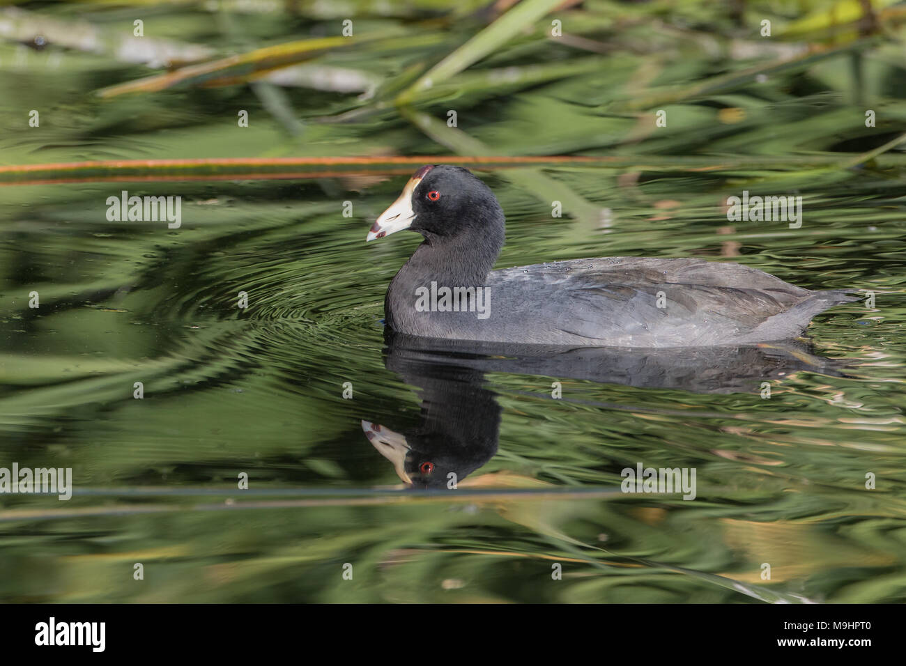 American coot with reflection in green water. Stock Photo
