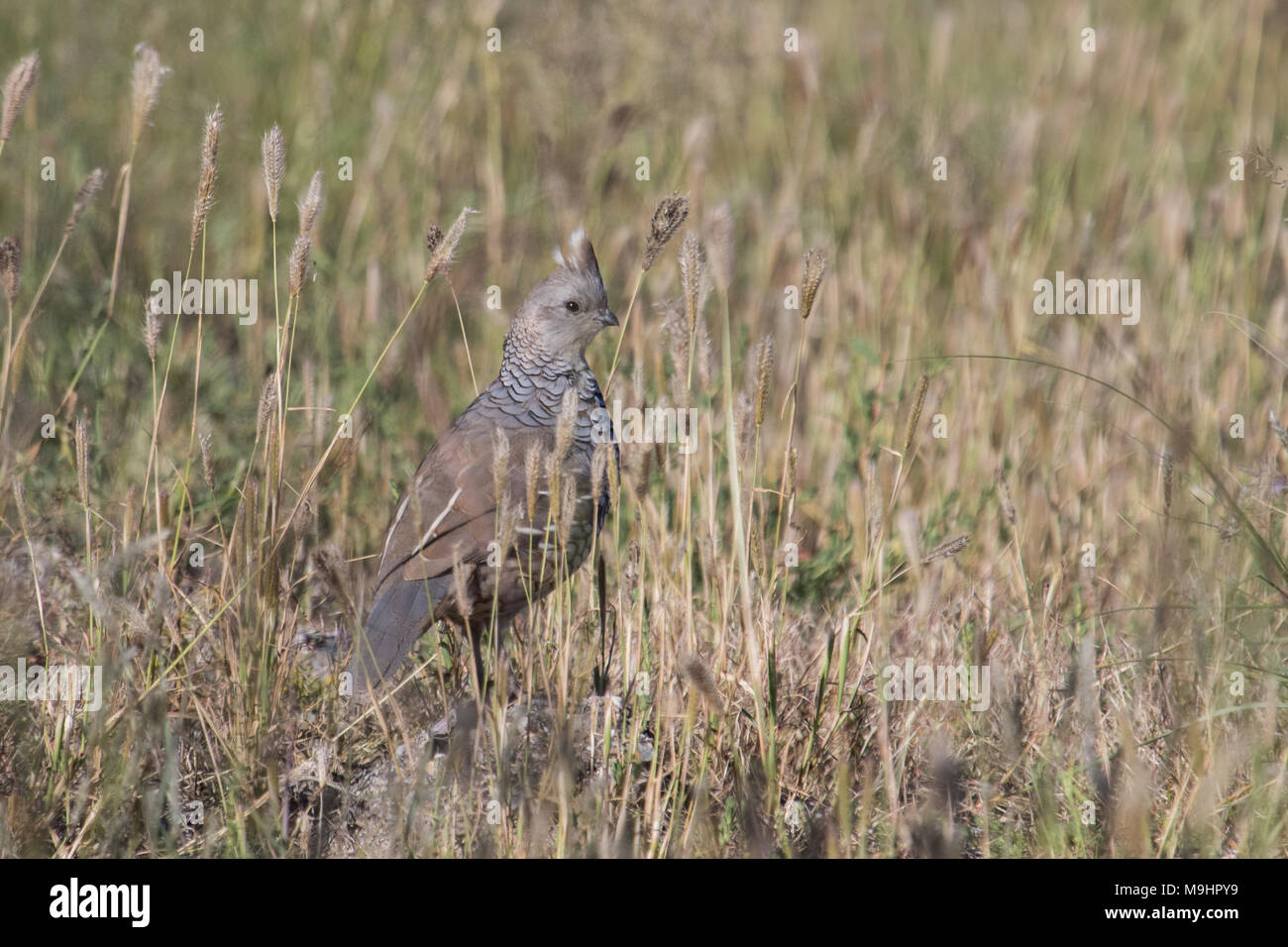 Scaled quail in grassland habitat. Stock Photo