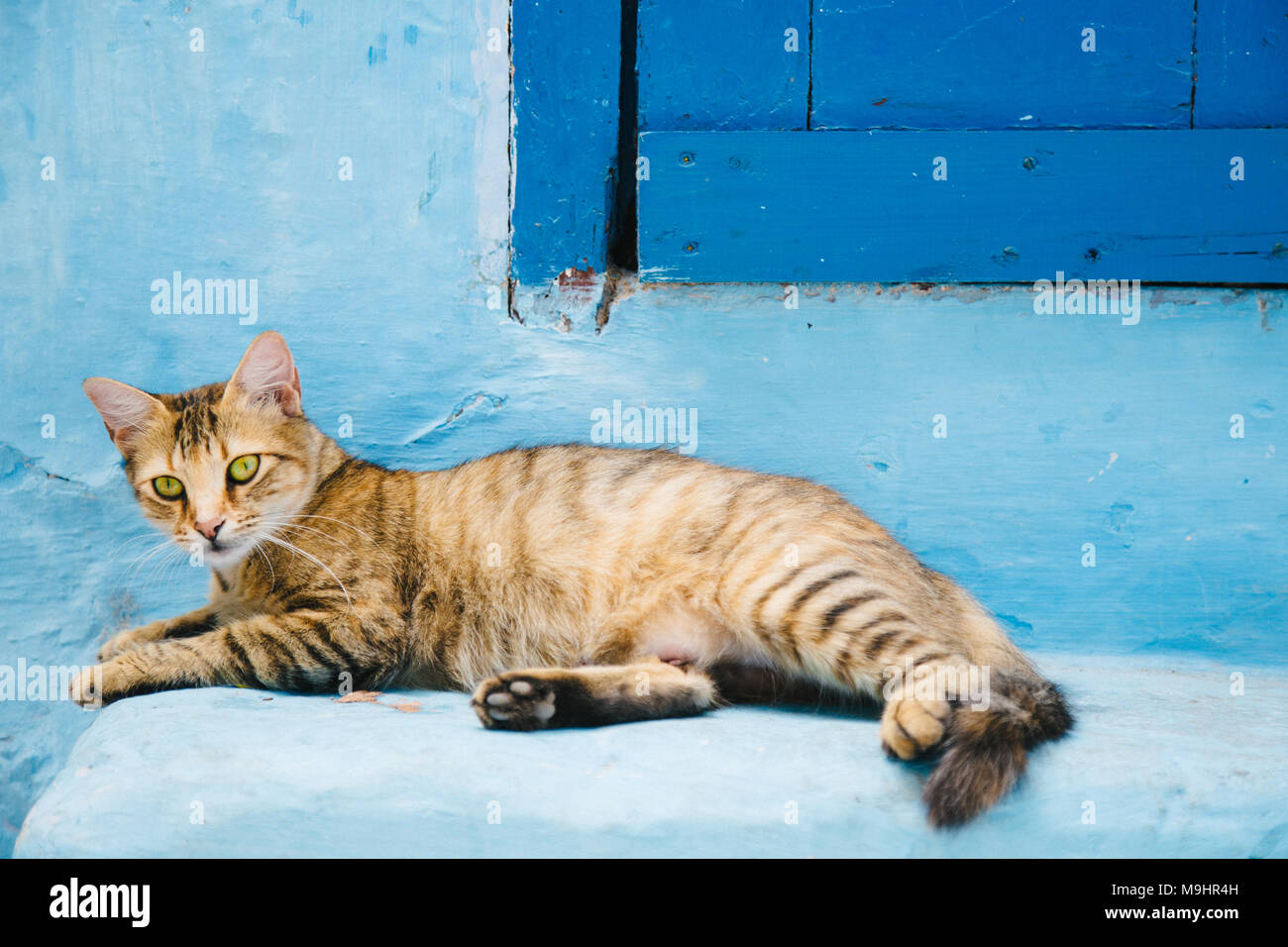 Yellow cat on blue wall Stock Photo