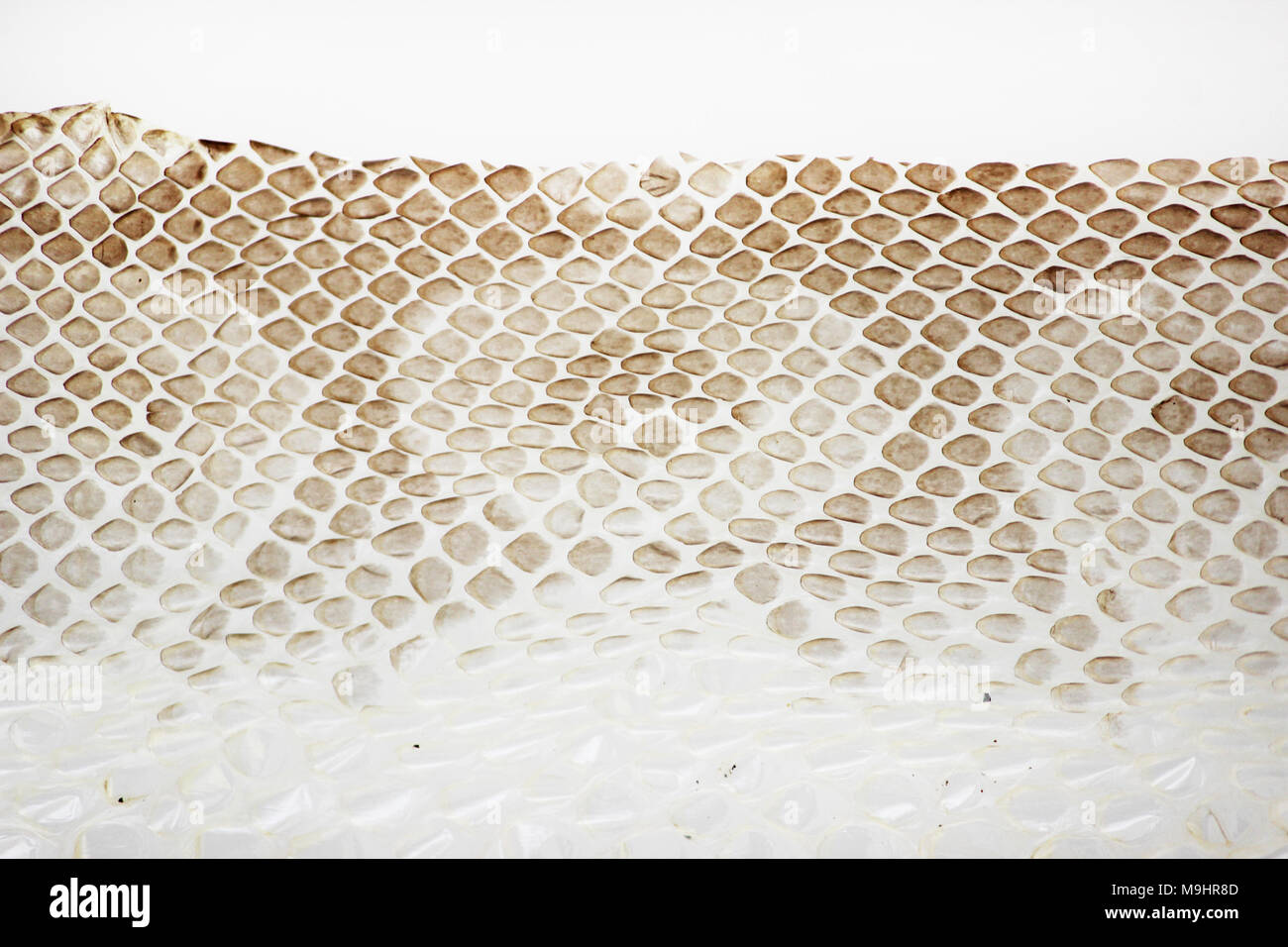 jacket cast-off skin of snake Royal Python on a white background Stock Photo