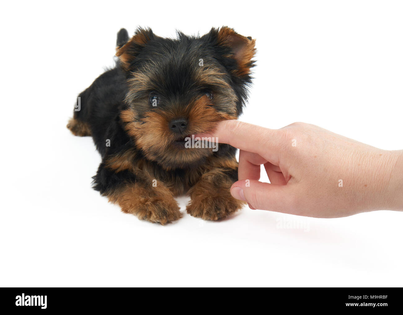 how long does a yorkie puppy teeth for