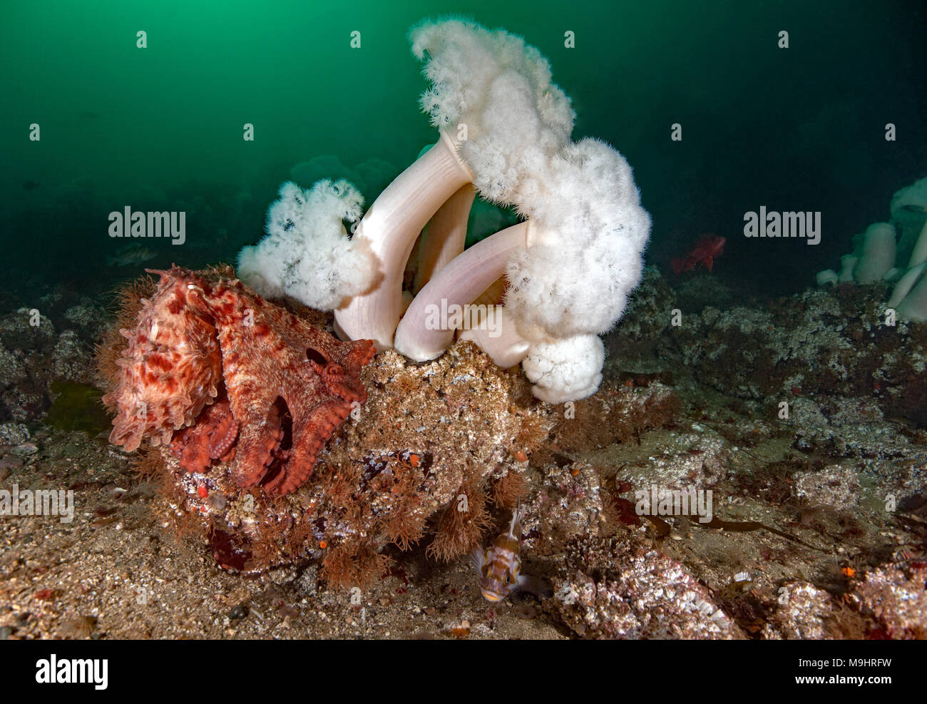 Giant Pacific Octopus, Enteroctopus dofleini with Metridium farcimen anemones Stock Photo