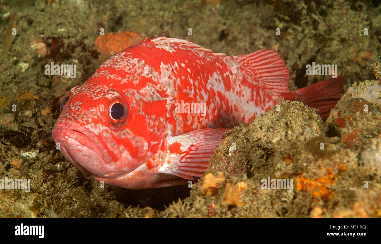 Sebastes miniatus, Vermilion Rockfish Stock Photo