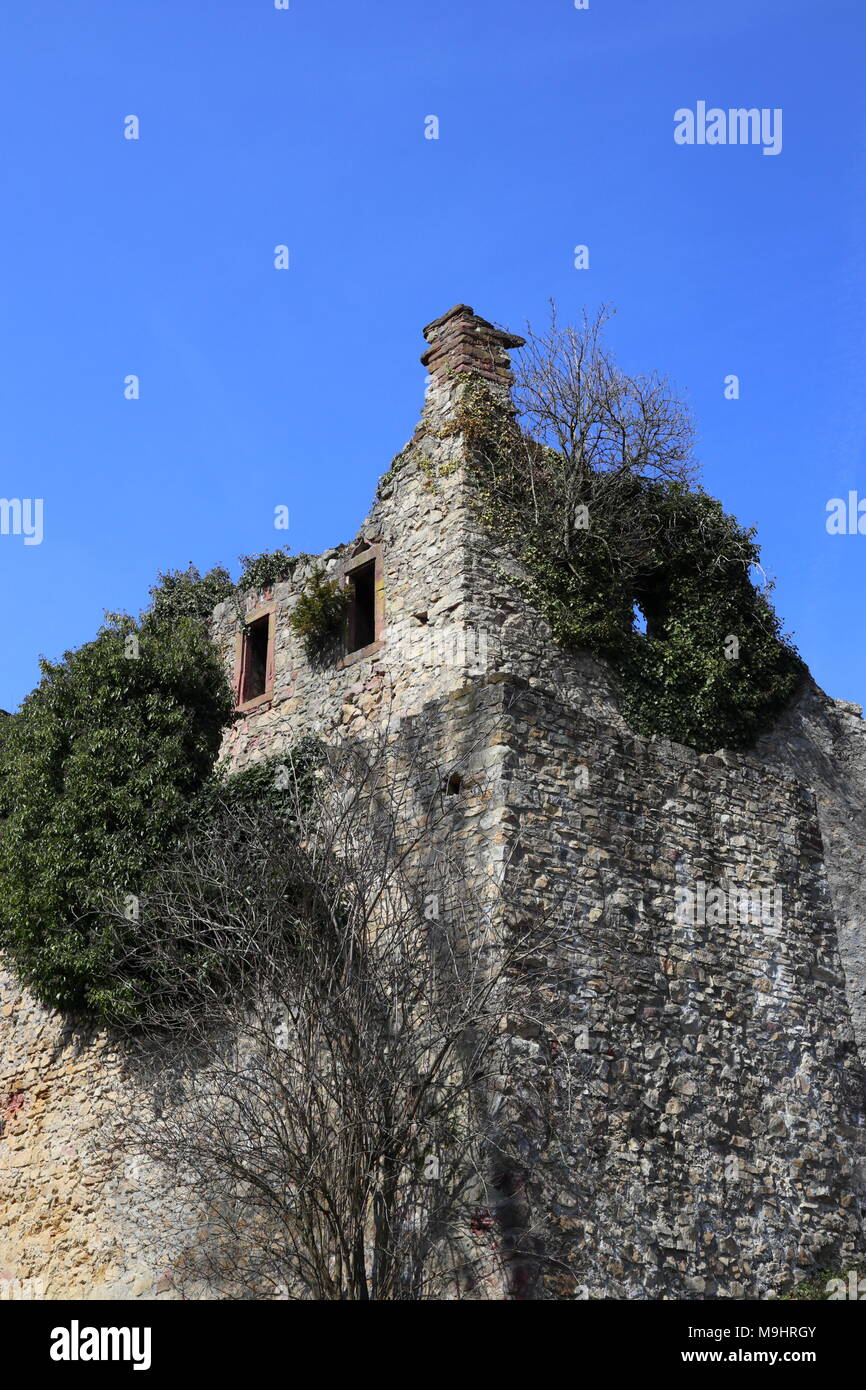 Medieval castle ruin, wall overgrown with ivy, grey and ocher stonework,  blue sky, Röttler Schloss Black Forest Germany Stock Photo - Alamy