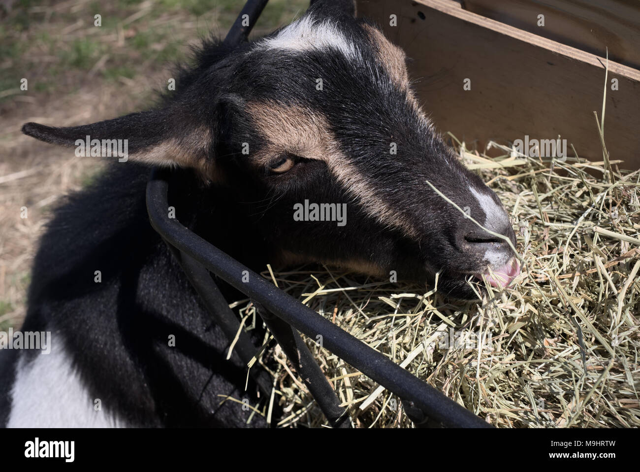 Nigerian Dwarf goat eating timothy hay from feeder Stock Photo Alamy