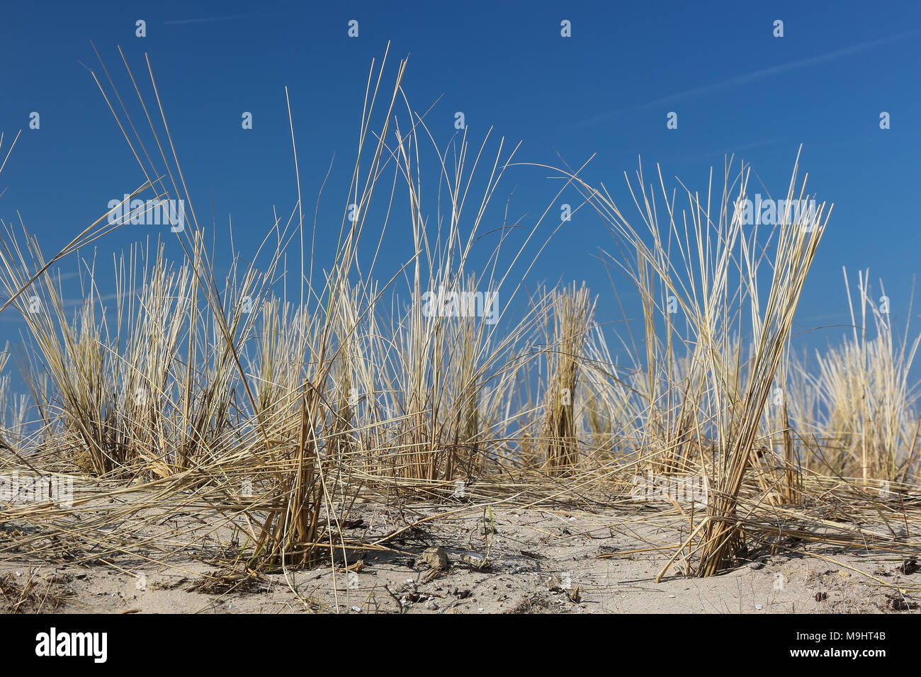 Sand Reed Reed sea hi-res stock photography and images - Alamy