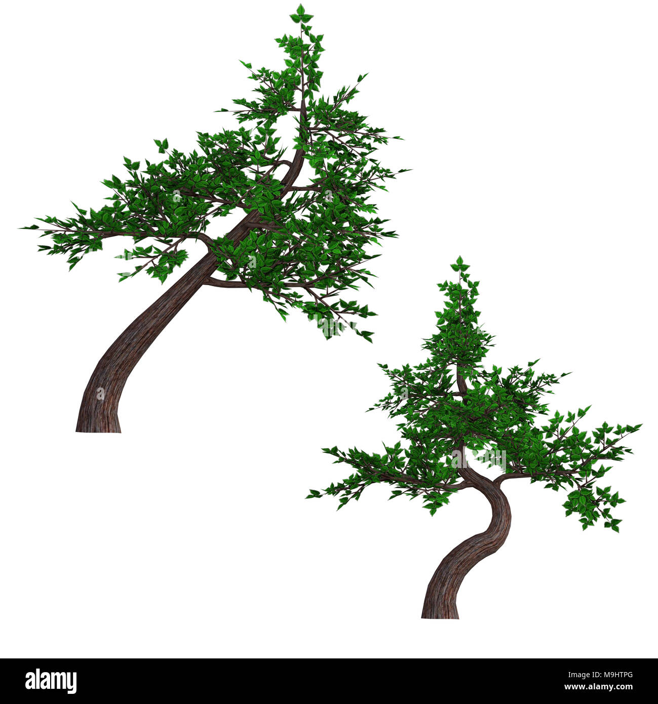Bonsai Trees isolated on white, 3d render Stock Photo Alamy