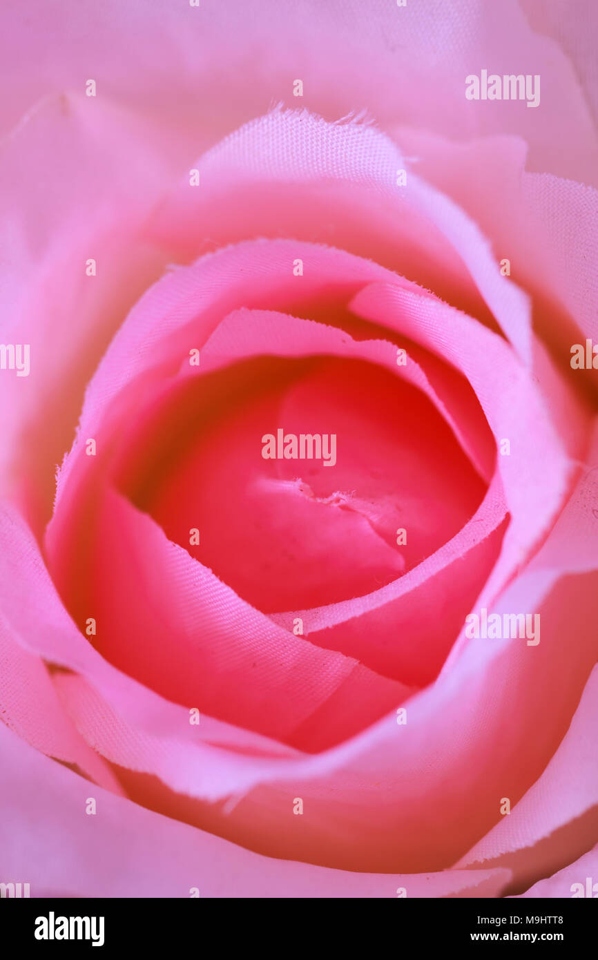 Close up rose flowers hi-res stock photography and images - Alamy