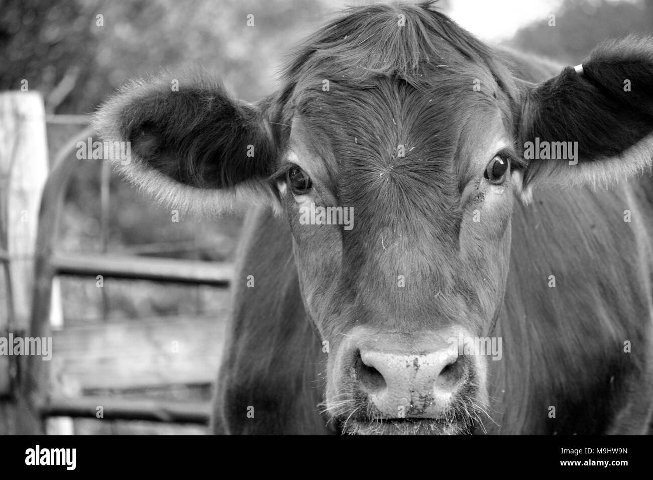 Face or Head of a Red Cow on a farm in Black and white, Iowa Stock Photo