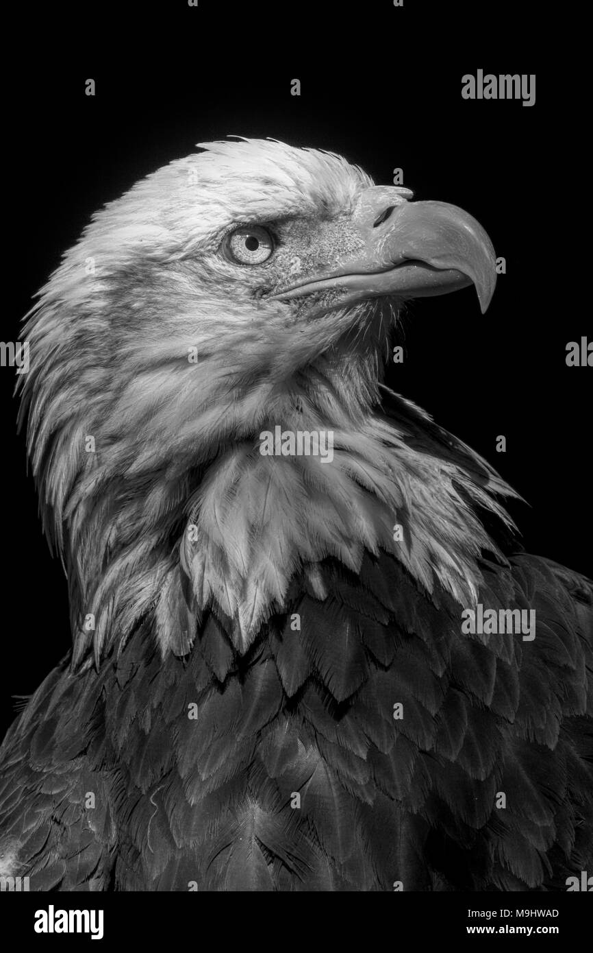 Bald eagle fish Black and White Stock Photos & Images - Alamy