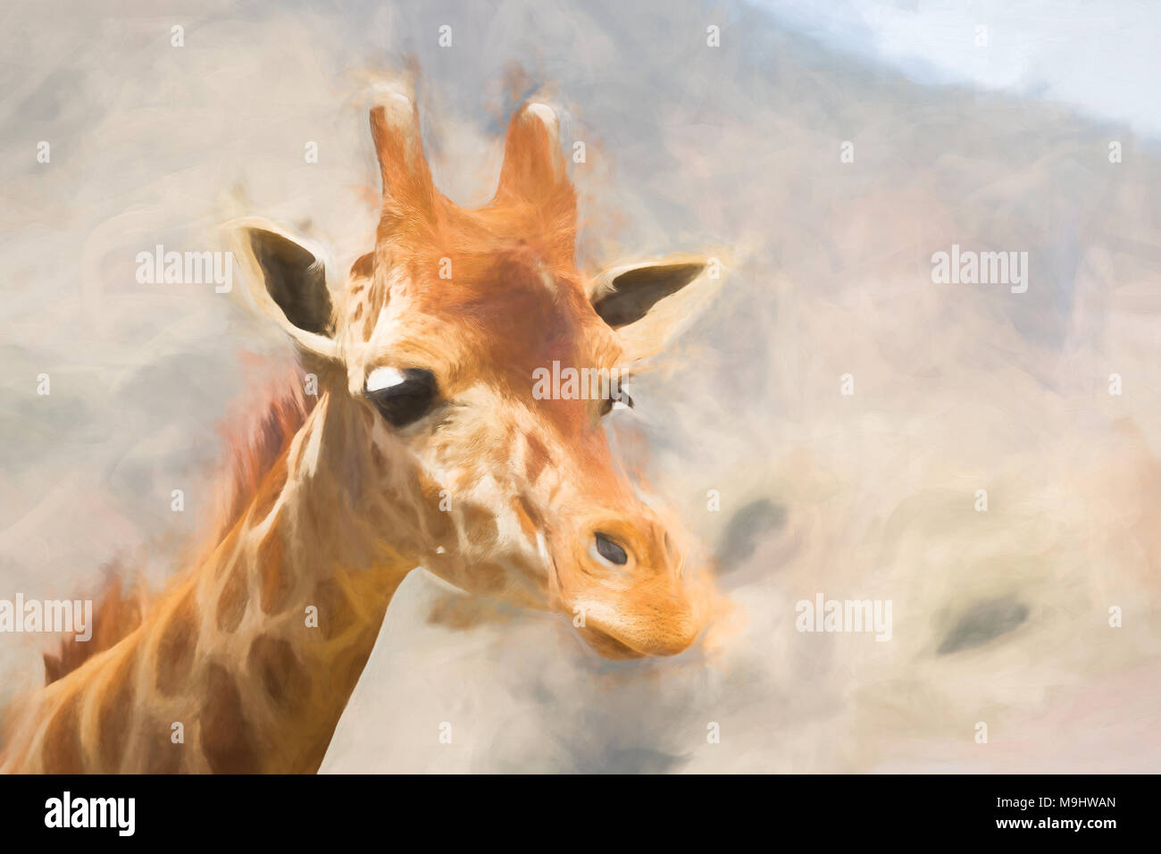 Reticulated or Somali Giraffe - Giraffa camelopardalis reticulata Captive Specimen. Stock Photo
