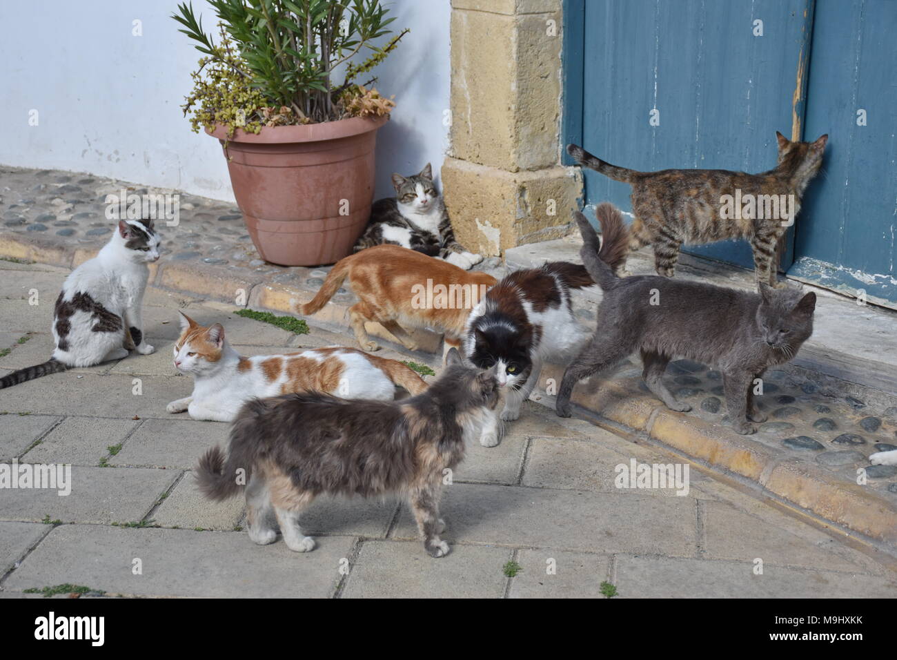 Cats in front of the house Stock Photo - Alamy