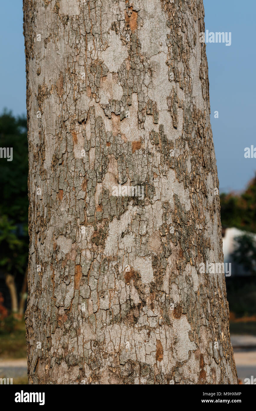 Big rubber tree trunk(Dipterocarpus alatus) Stock Photo