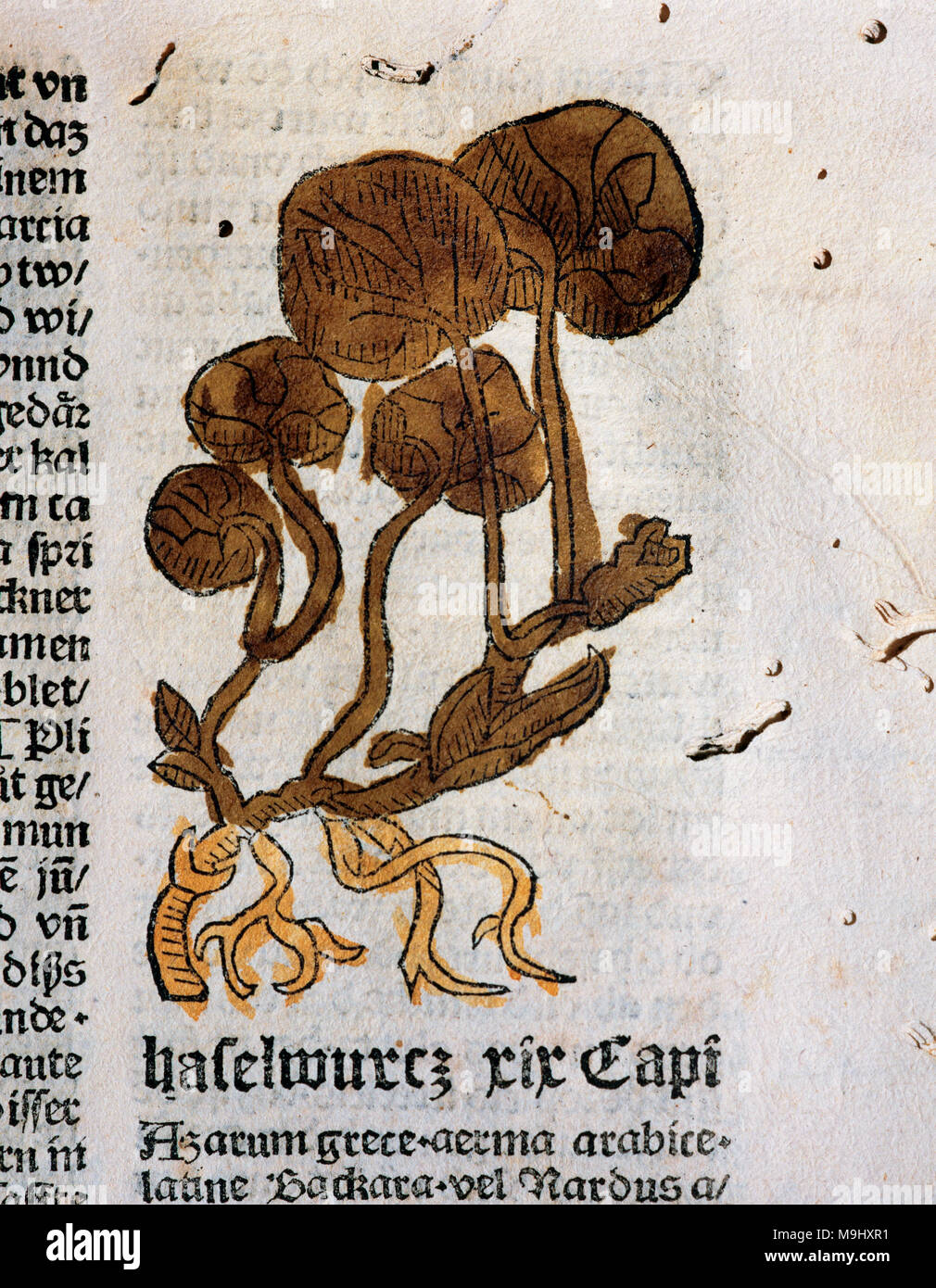 Hortus Sanitatis (Gart der Gesundheit). Book of natural history written
