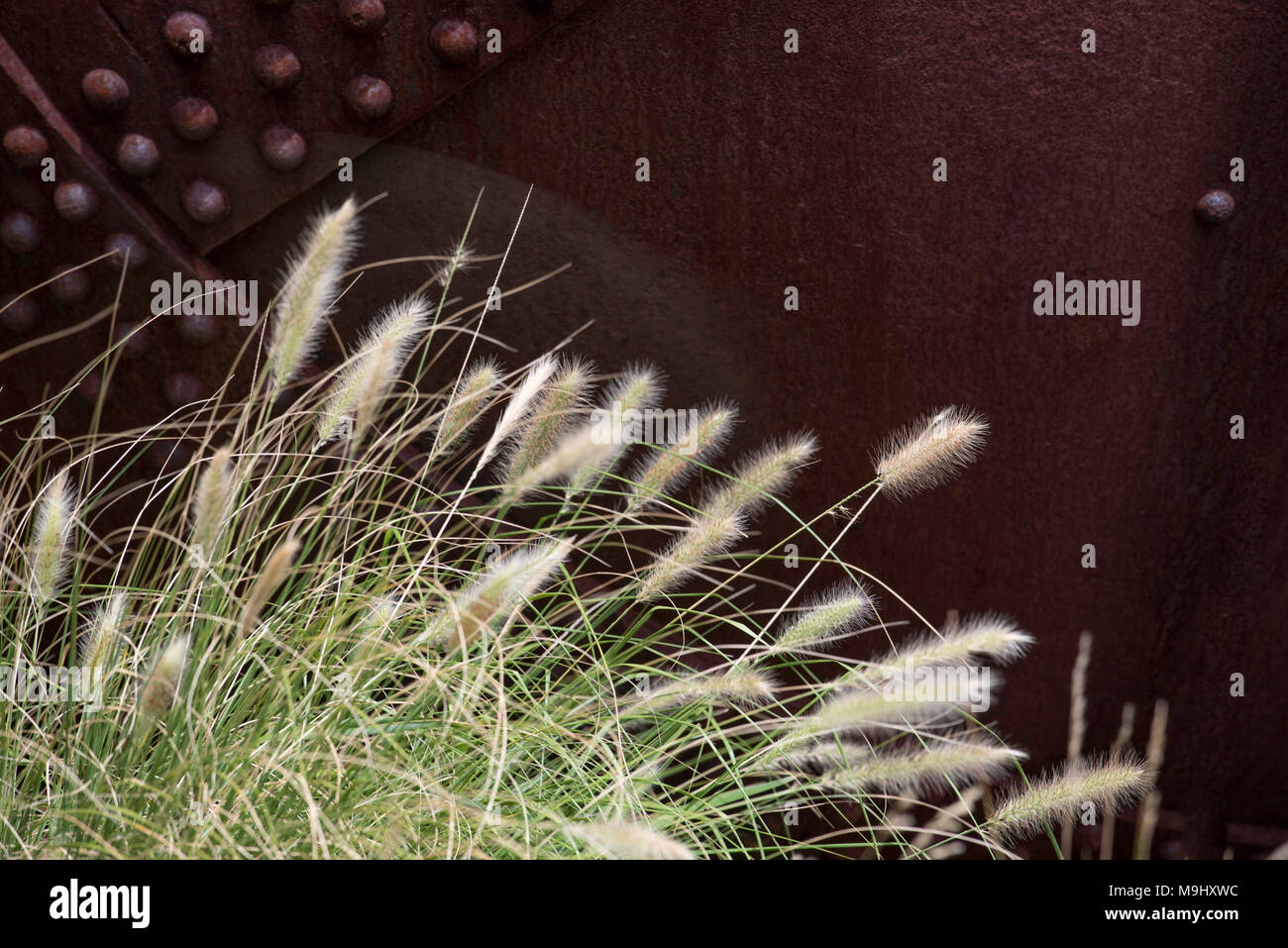 Pennisetum alopecuroides sometimes known as Pennstripe, an Australian    non-invasive grass Stock Photo