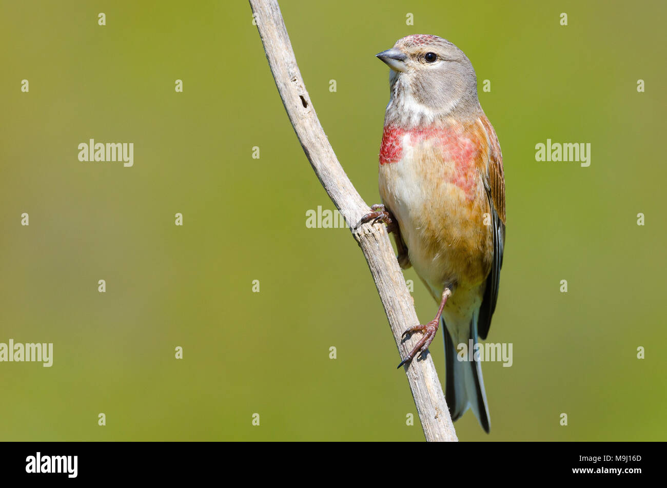 Male carduelis cannabina or pardillo comun with copy space for text Stock Photo