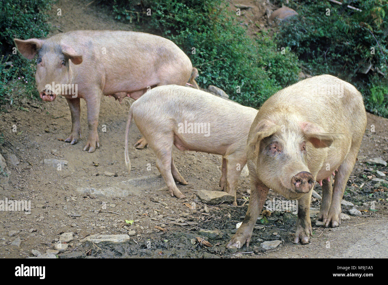Domestic free living pigs on the road, feeds on chestnuts and acorns, tasty meat, Corsica, France, Mediterranean, Europe Stock Photo