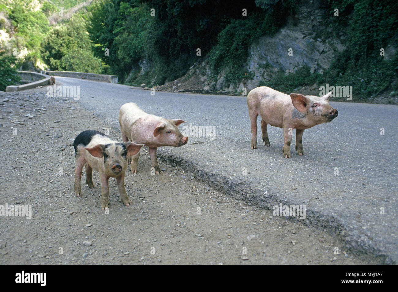 Domestic free living pigs on the road, feeds on chestnuts and acorns, tasty meat, Corsica, France, Mediterranean, Europe Stock Photo