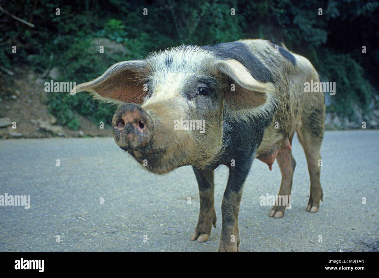 Domestic free living pig on the road, feeds on chestnuts and acorns, tasty meat, Corsica, France, Mediterranean, Europe Stock Photo