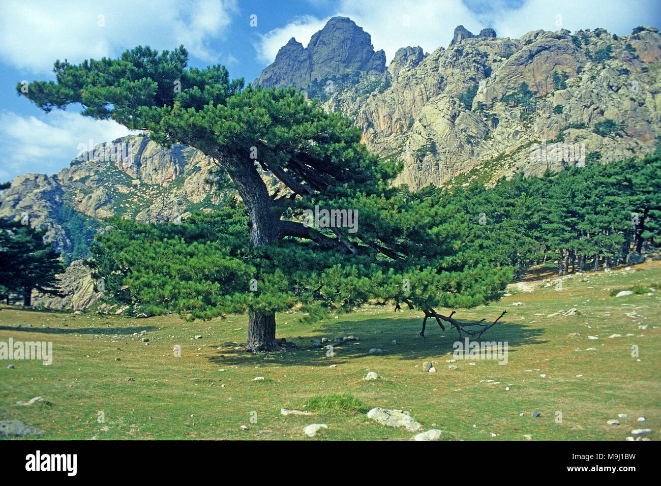 European black pine at Col de Bavella, mountains at middle of Corsica, France, Mediterranean, Europe Stock Photo