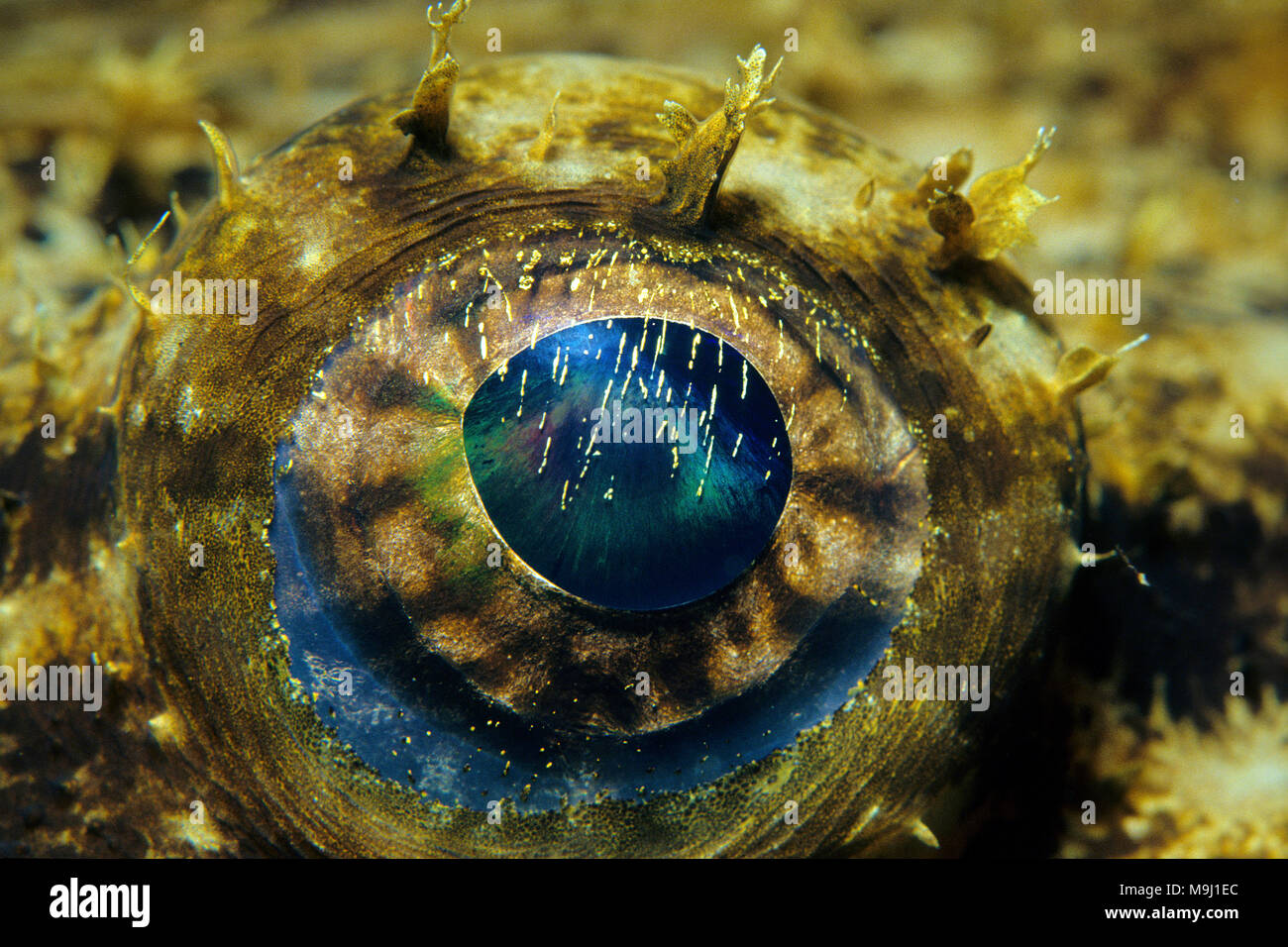 Eye of a Angler-fish (Lophius piscatorius), popular edible fish, Corsica, France, Mediterranean, Europe Stock Photo