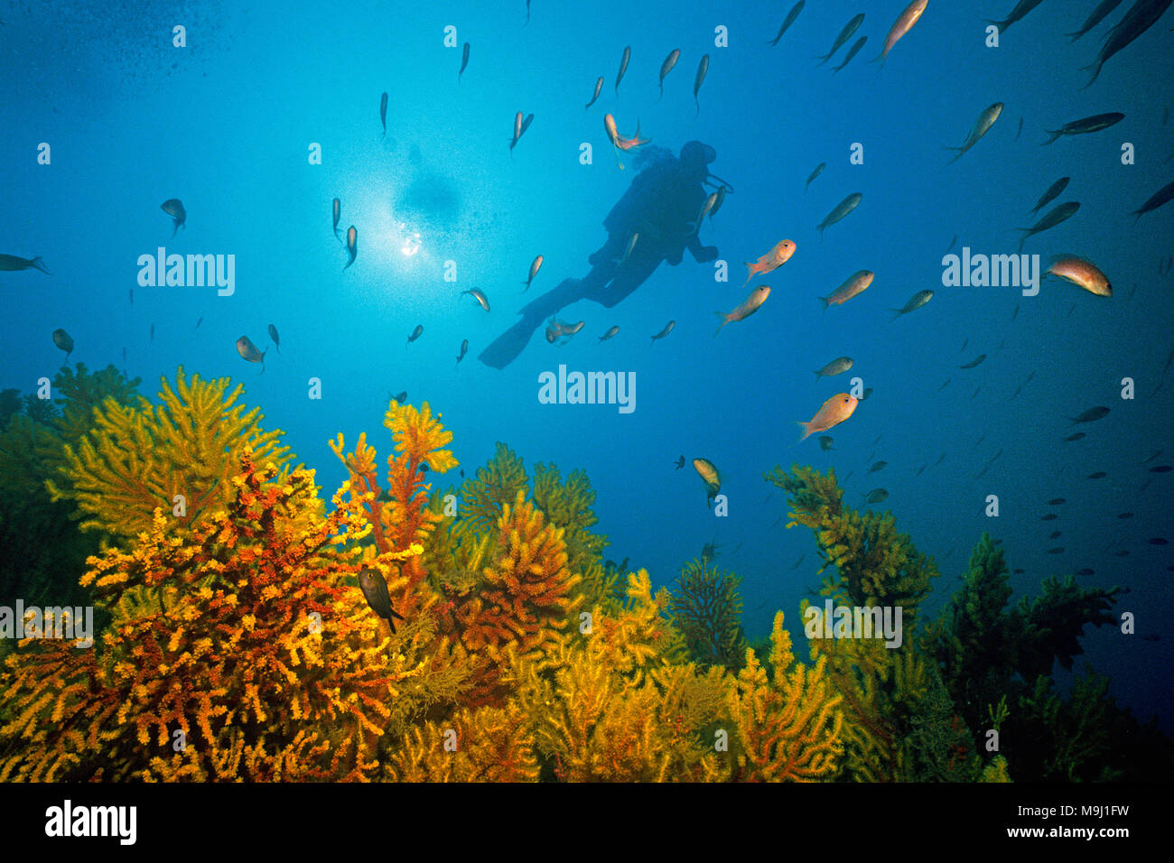 Scuba diver at small polyped gorgonian (Paramuricea clavata), Mediterranean fairy basslet (Anthias anthias), Medes Islands, Costa Brava, Spain, Europe Stock Photo