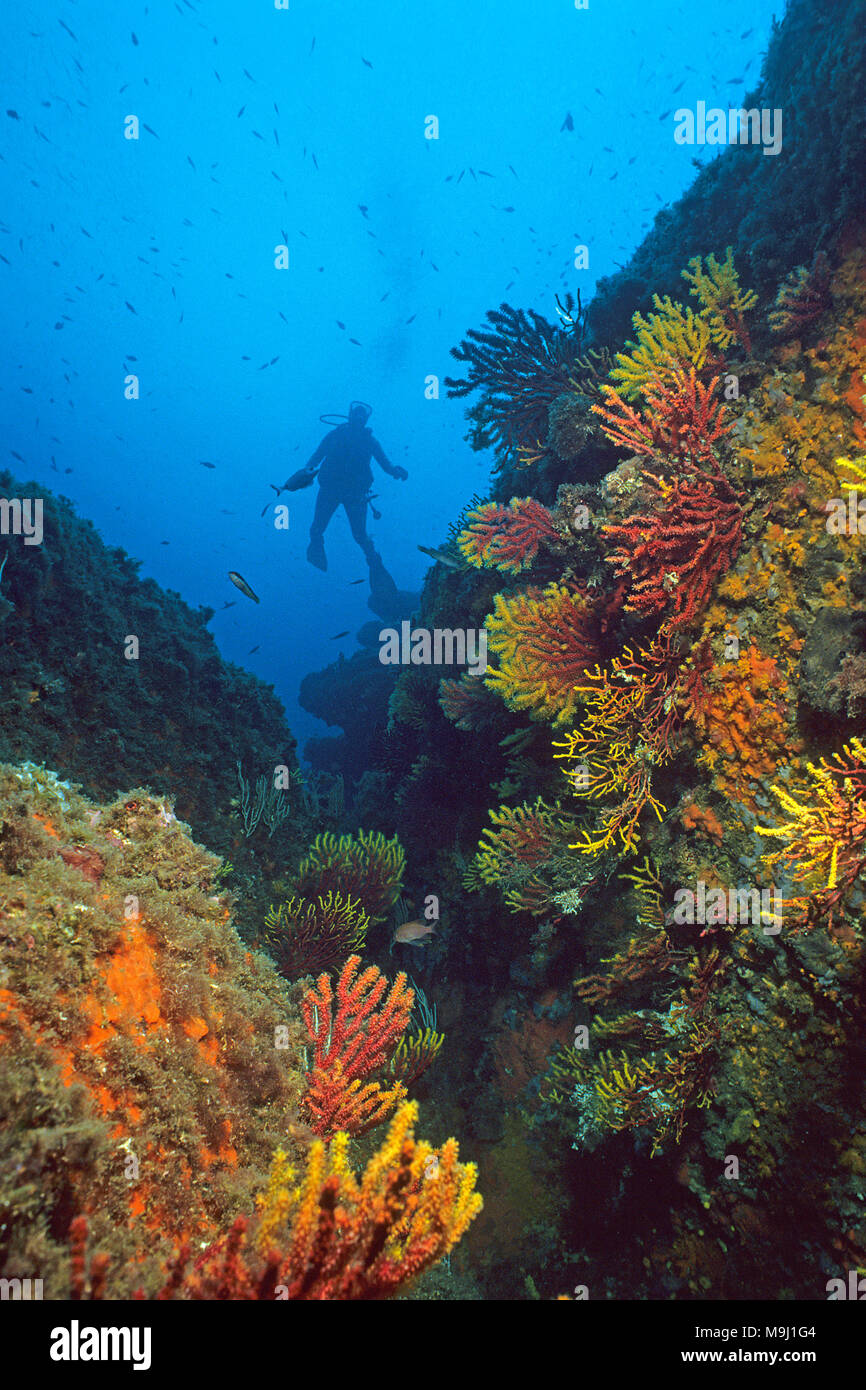 Scuba diver at small polyped gorgonian, violescent sea-whip (Paramuricea clavata), Medes Islands, Costa Brava, Spain, Mediterranean Sea, Europe Stock Photo