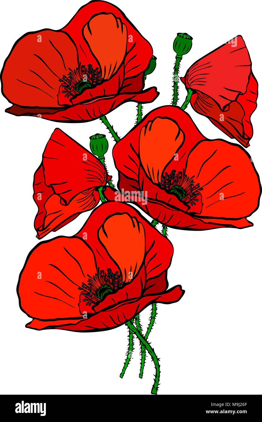hand drawn bouquet of five red blossoming poppies and green stems ...
