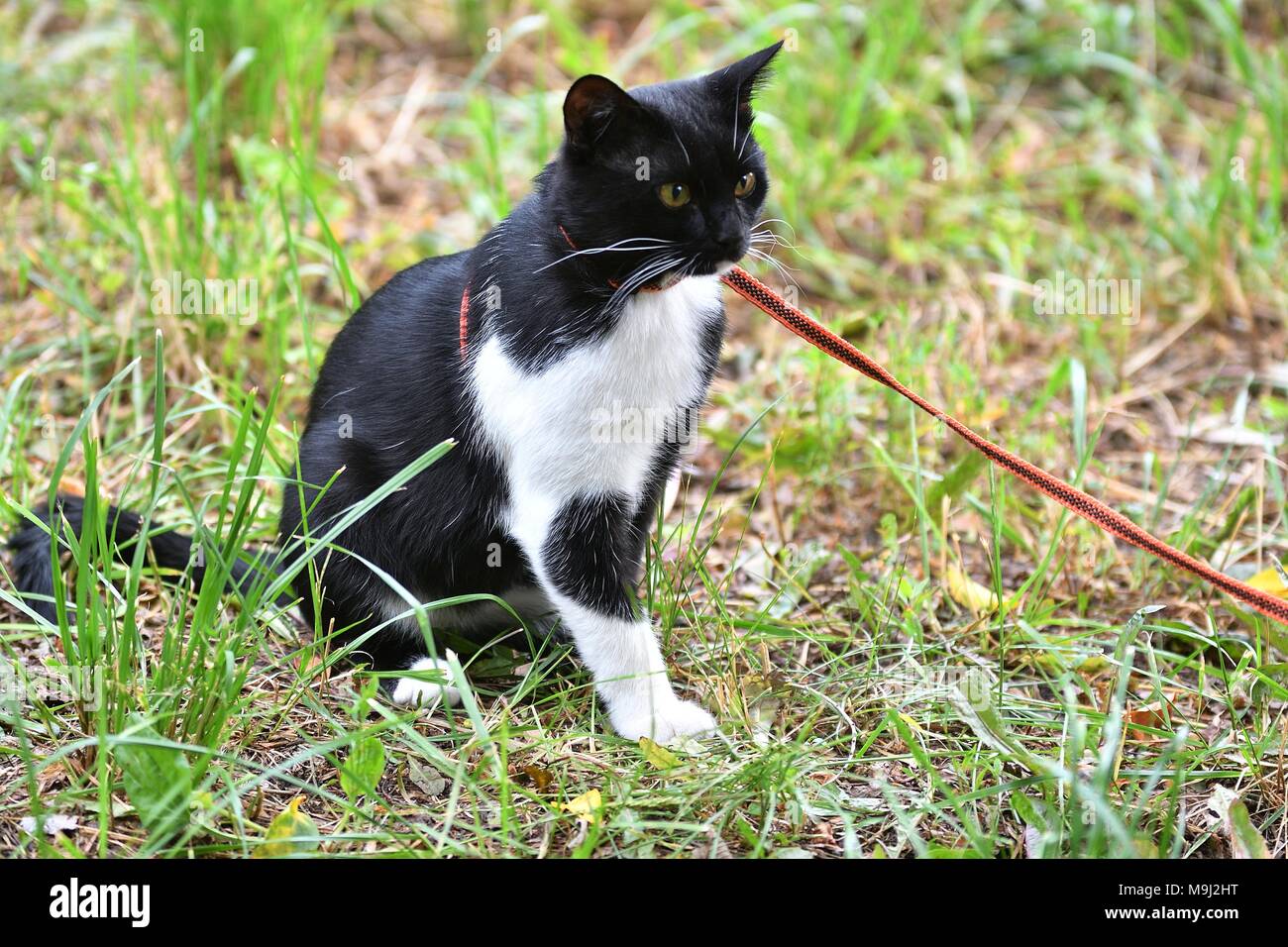 Black and white color cat walking in summer Stock Photo - Alamy