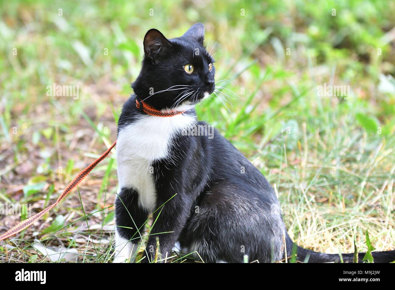 Black and white color cat walking in summer Stock Photo - Alamy