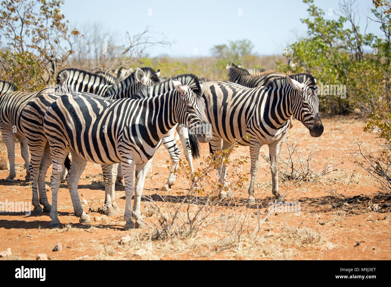 Group of Zebra, Wildlife in Etosha National Park, Namibia Africa Stock Photo