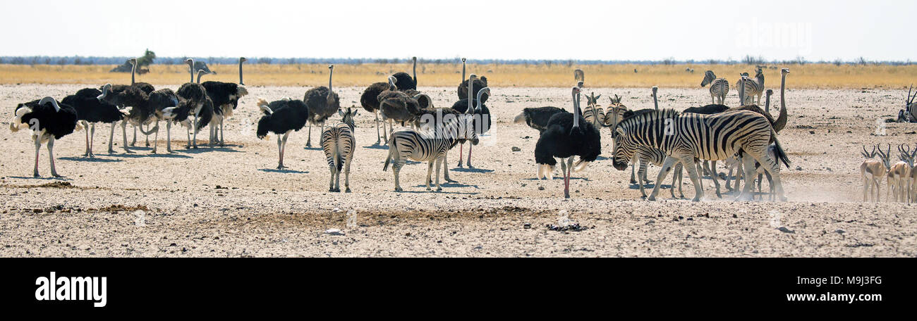 Zebra and common ostrich,Wildlife in Etosha ational Park, Namibia Stock Photo