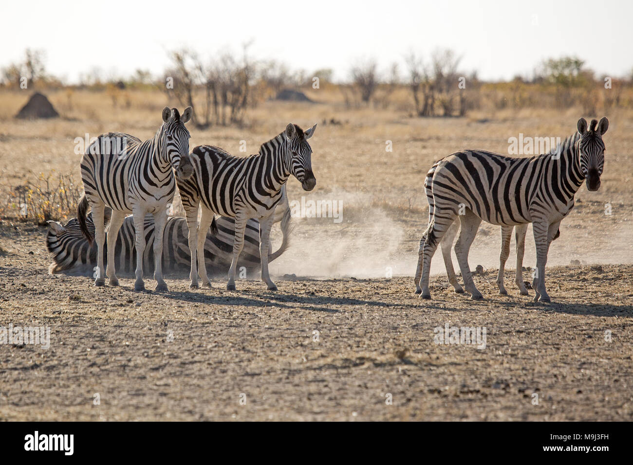 Group of Zebra, Wildlife in Etosha National Park, Namibia Africa Stock Photo