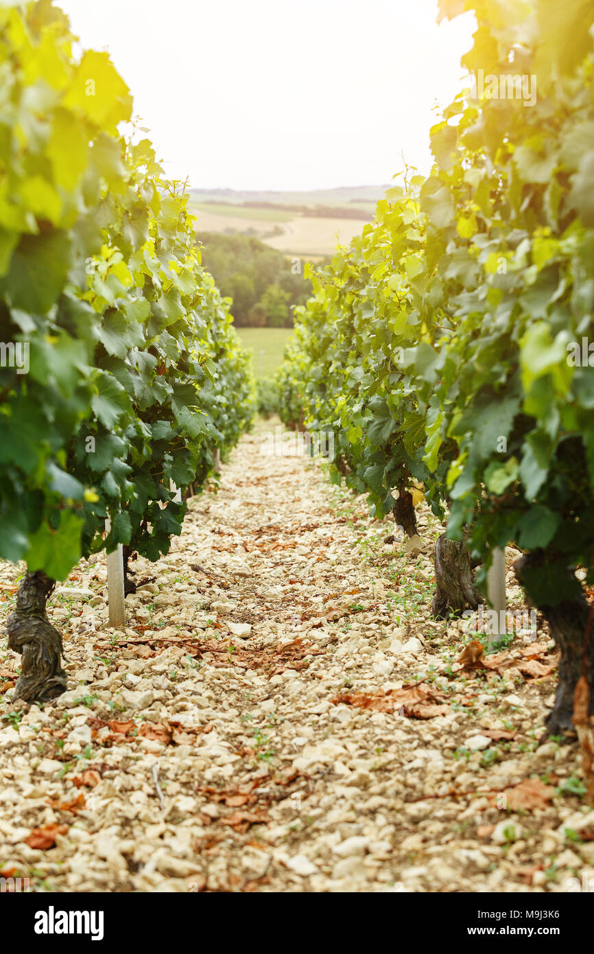 Wine design vineyard, background for wine card, vintage Stock Photo Alamy