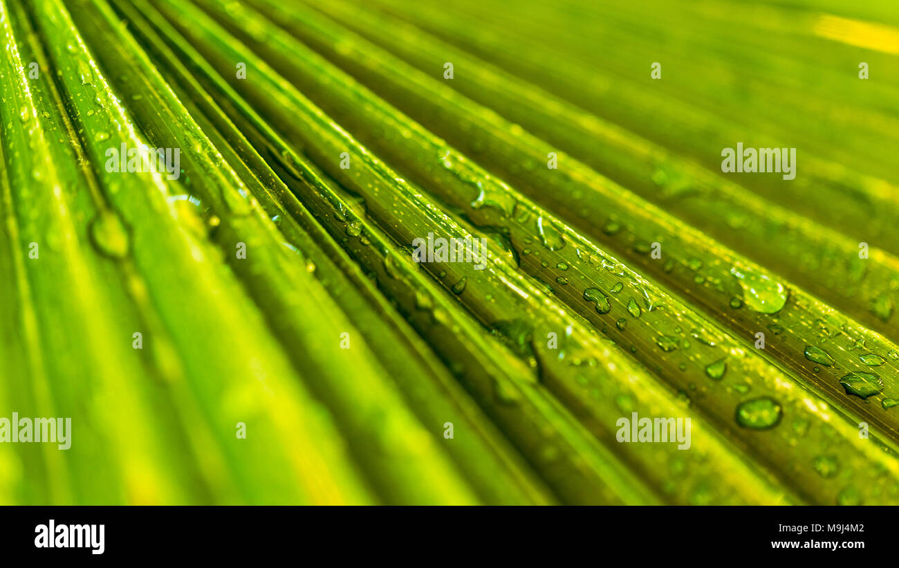 Black and white palmtree hi-res stock photography and images - Alamy