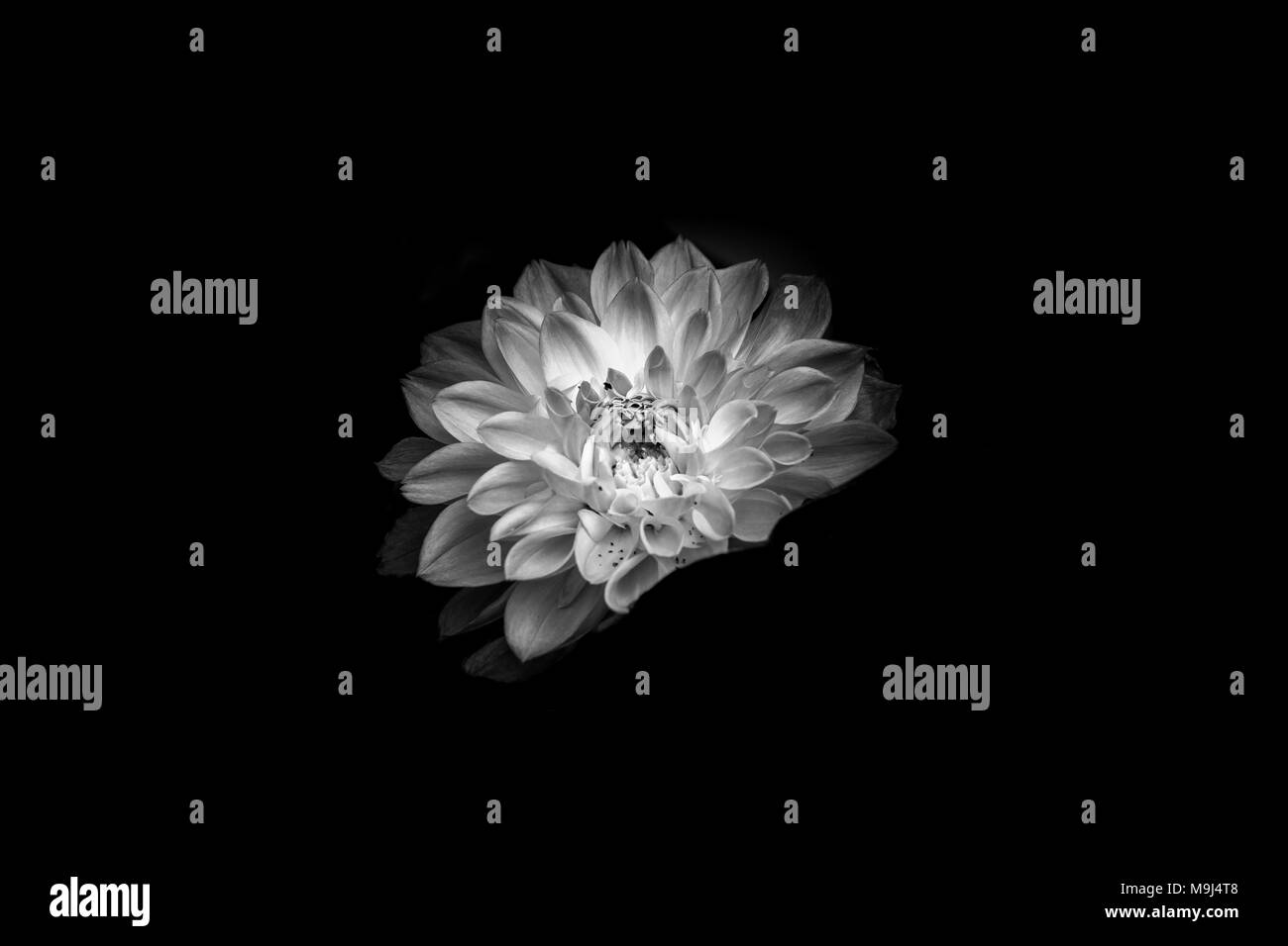 Pink dahlia bloom in Black and White Stock Photos & Images - Alamy