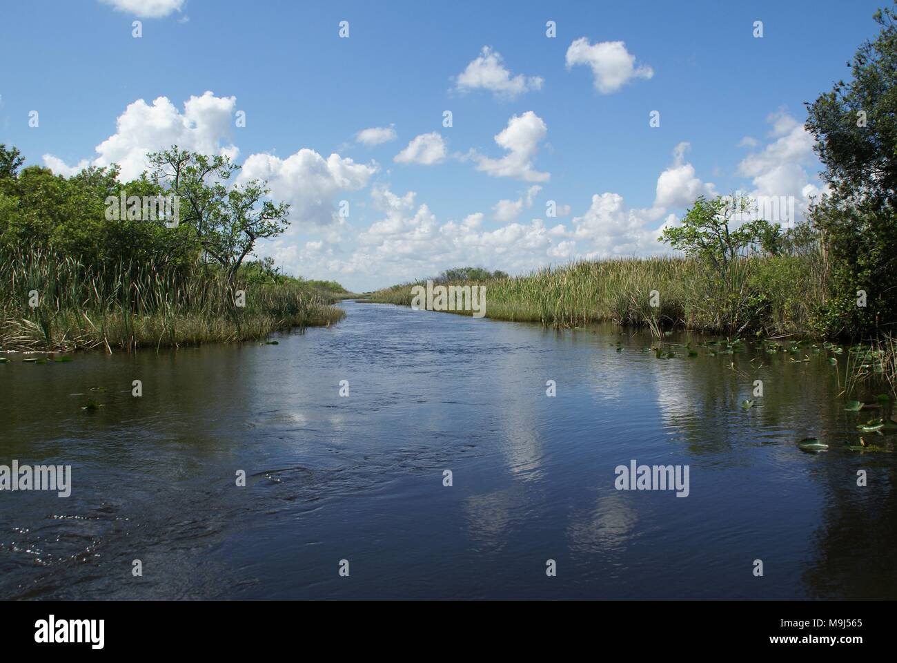 boat tour in the everglades Florida, sunny weather Stock Photo Alamy