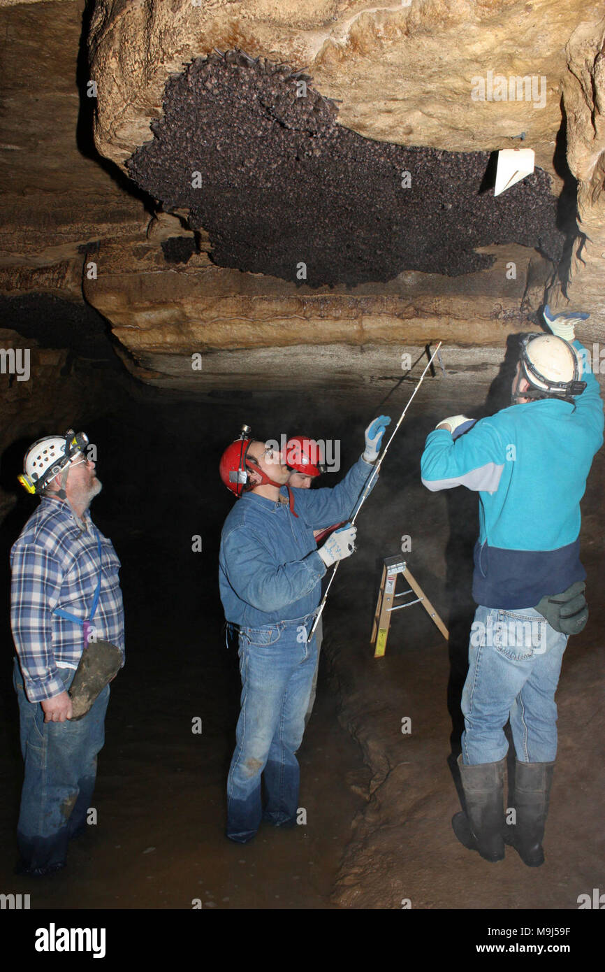 Bat Cluster Credit: USFWS; Andrew King Biologists are measuring the area of bat ...