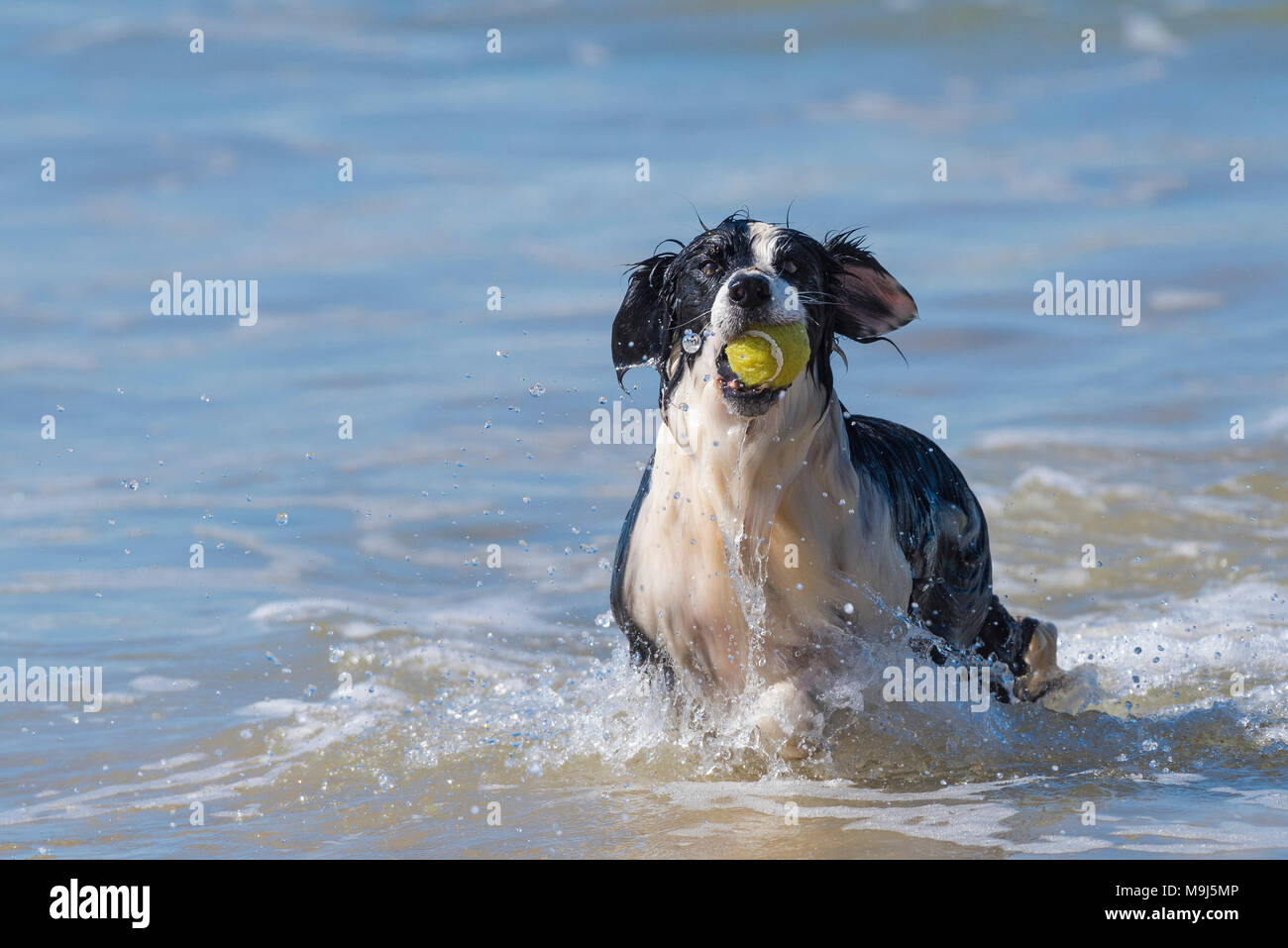 A Border Collie retrieving a ball from the sea at Fistral Beach in Newquay Cornwall. Stock Photo