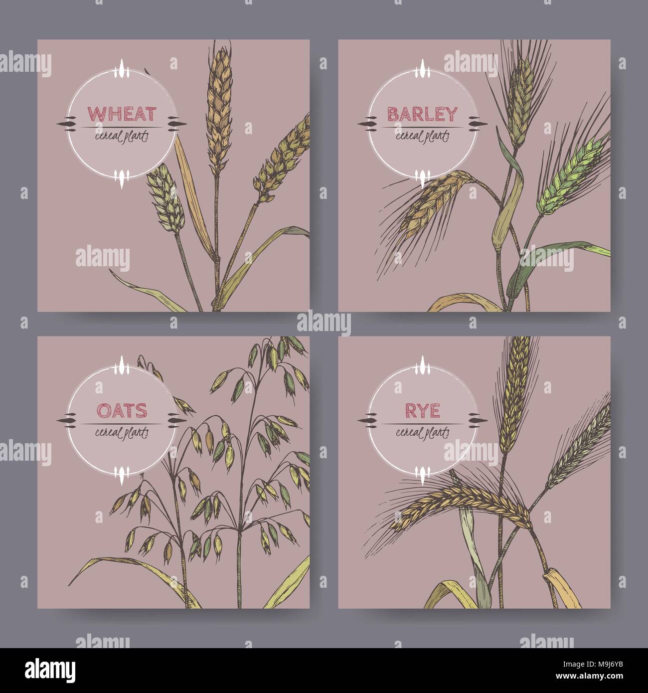 Set of four banenrs with bread wheat, rye, barley and oats color sketch. Cereal plants collection. Stock Vector