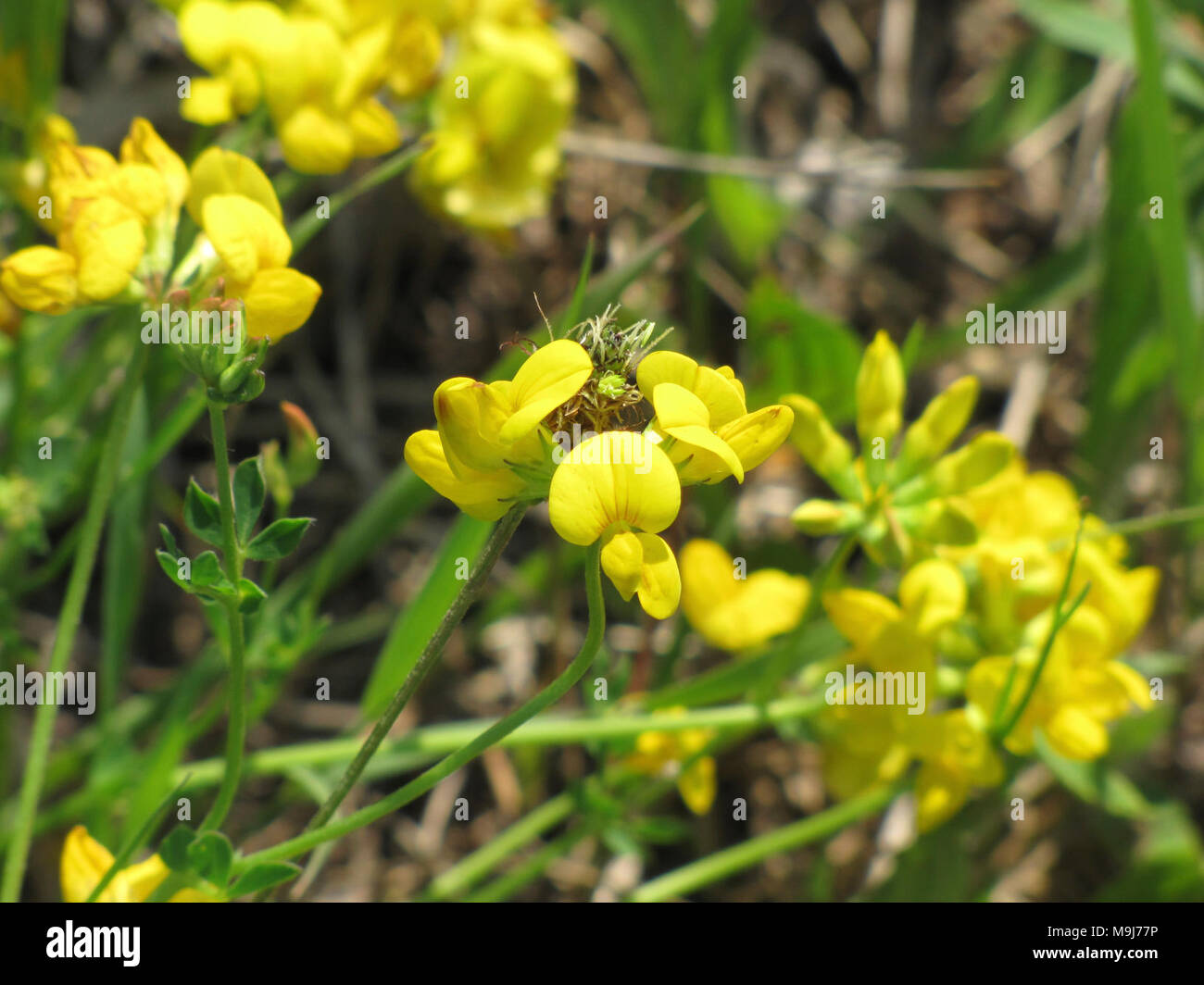 Birdsfoot Trefoil used to be only found in farm fields as a crop brought over from Europe, but it can now be found along roads, like the Marshland Wildlife Drive, due to vehicles unknowingly transporting seeds. Birdsfoot Trefoil has the potential to become a disasterous invasive plant because it chokes out sunlight and spreads quickly. Luckily, the plant at Seney has not taken over yet. Photo by Dawn Marsh/USFWS. Stock Photo