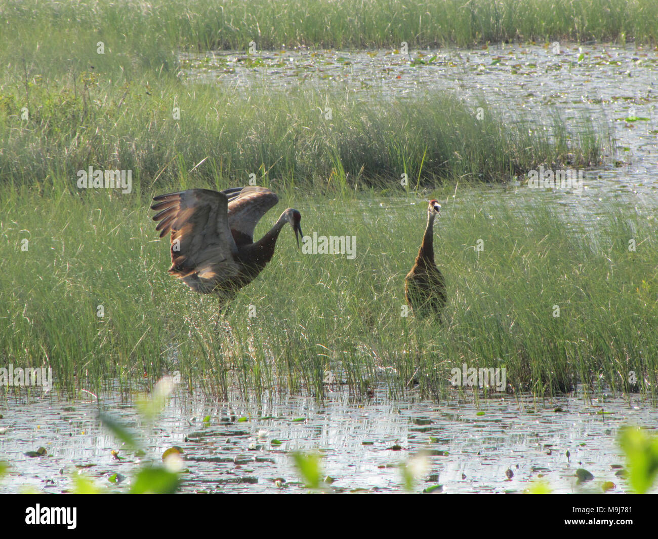 Sandhill Crane National Wildlife Federation >> Dancing Sandhill Cranes At Seney National Wildlife Refuge Photo By Sandhill Crane National Wildlife Federation >> Dancing Sandhill Cranes At Seney National Wildlife Refuge Photo By