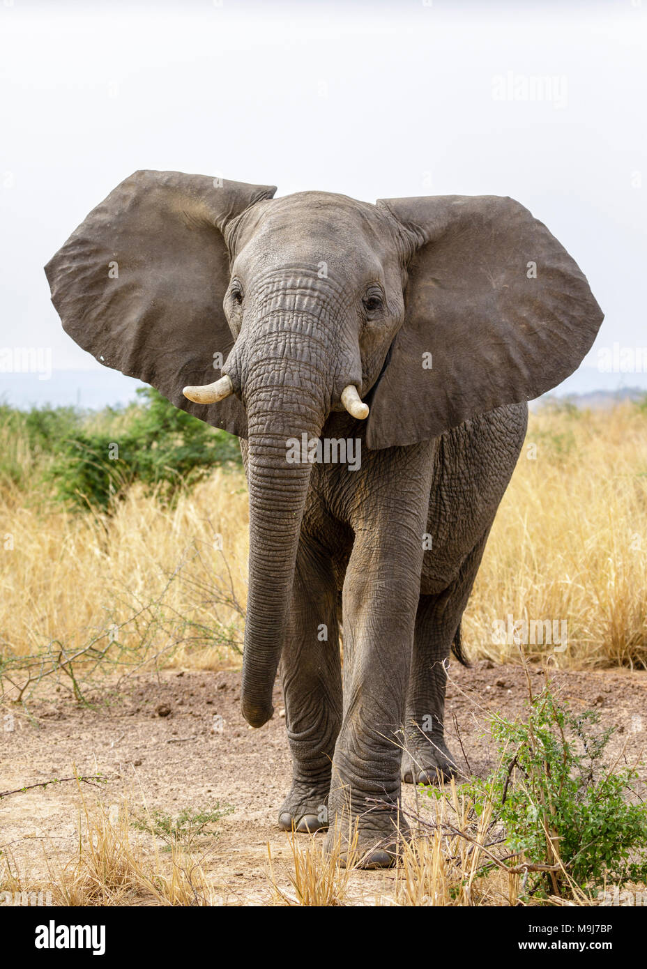 Full front view of a large elephant looking directly at the viewer Stock Photo
