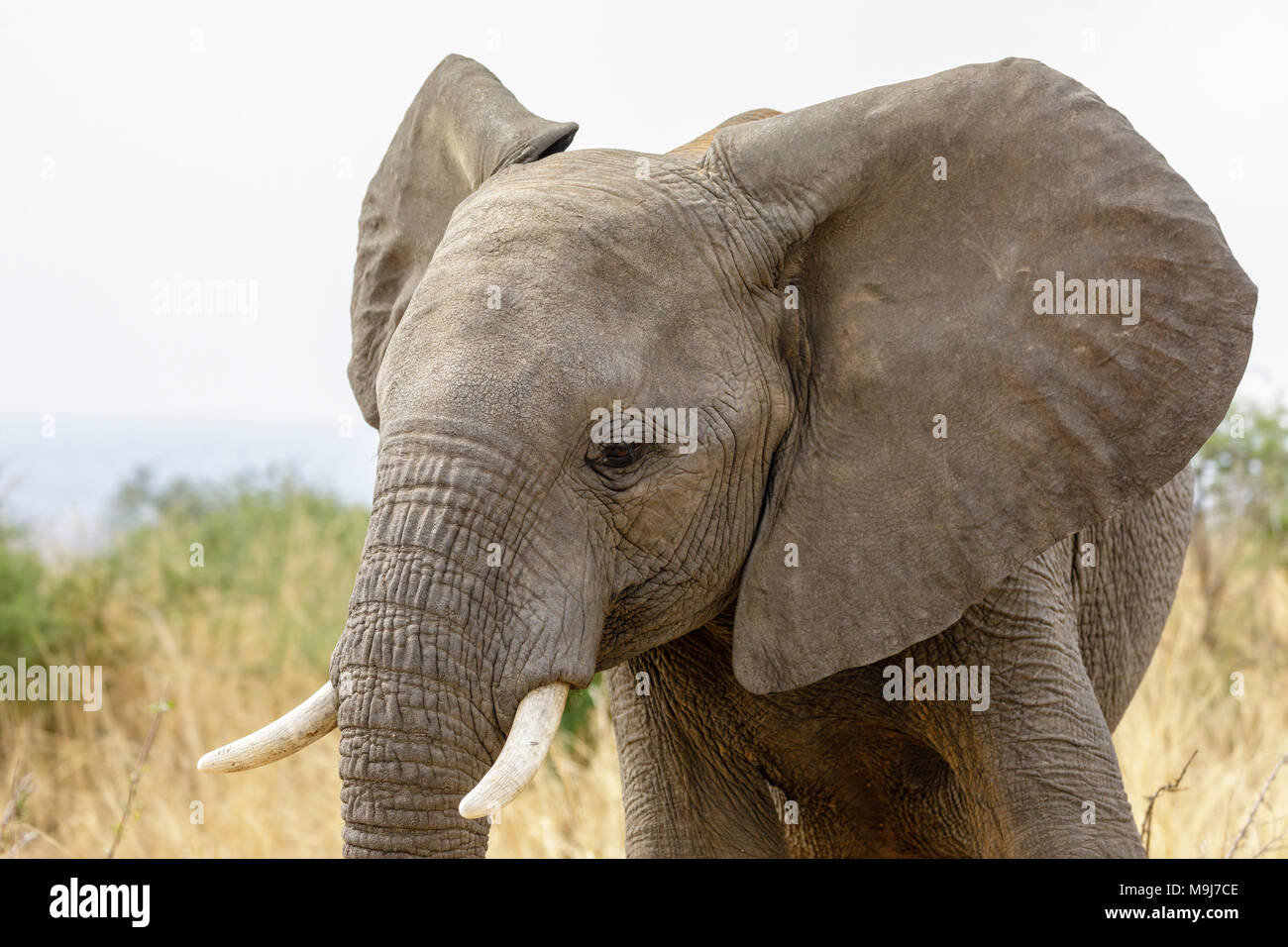 Closeup portrait of an elephant in the wild. Stock Photo