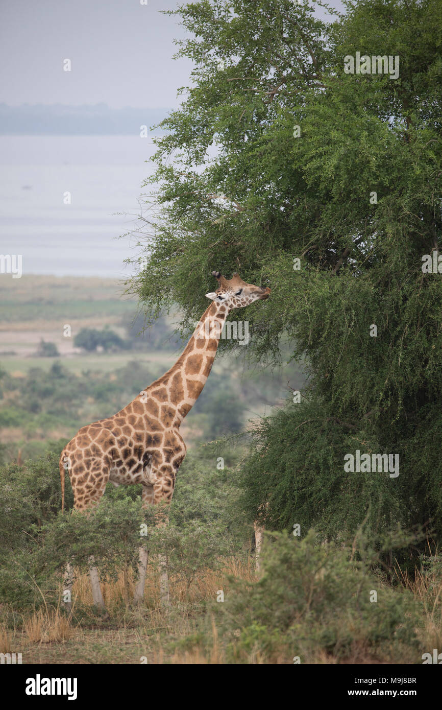 Giraffe in Murchison Falls National Park, Uganda. Stock Photo